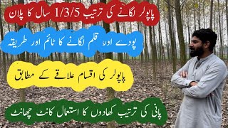 poplar tree farming in pakistan a to z information [upl. by Low]