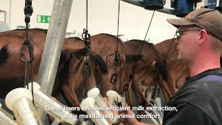 millkrite  InterPuls  Sheep and Goat Milking Technology [upl. by Comyns]