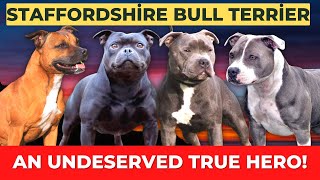 Staffordshire Bull Terrier Breed Overview Facts amp Care [upl. by Ocramed]