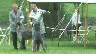 The 2012 Scottish Deerhound National Specialty [upl. by Ogren]