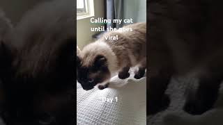 Calling my cat with a witless until she goes viral 1 viralvideo viralshorts viral [upl. by Aikemal]