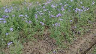 Phacelia growing at the height of summer in Lincolnshire [upl. by Netsryk399]