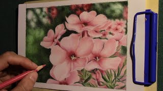 drawing pink phlox flowers with colored pencils [upl. by Rosemaria]