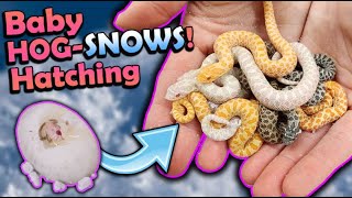 Baby SNOW Hognose Snakes Hatching [upl. by Ver470]