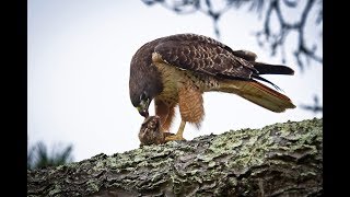 GIANT HAWK EATING A BIGGEST GROUNDHOG [upl. by Aibar]