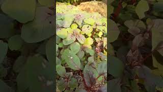 Red Amaranthus  garden shorts homegardening [upl. by Lenrow785]