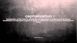 What does cephalization mean [upl. by Cosma]