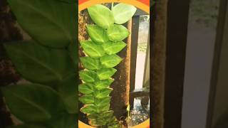 Rhaphidophoraplants shortsviral nature lushplants gardening [upl. by Sanford]