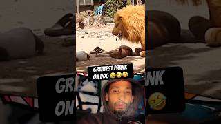 Funniest prank on sleeping dog 😂 Fake lion scared dog prank dailymemes funnymemes hahaha [upl. by Enitsed]