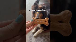 GIVING MY DOGS HUGE TREATS ✨💖 [upl. by Niahs]