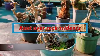 2 min bonsai 2 root over rock tridents [upl. by Naoma562]