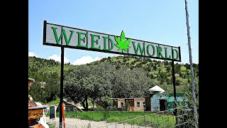 WEED WORLD [upl. by Yesrod455]