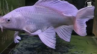 Aquarium video goldfish betta fish and koi fish in planted tank 319 [upl. by Meda342]