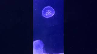 Relaxing Jellyfish with Calm Music [upl. by Luhe96]