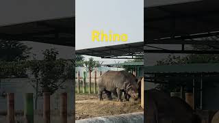 Rhino thorous [upl. by Fronia]