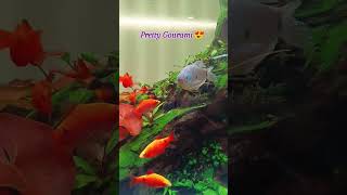 GORGEOUS Gourami Fish You Wont Believe Exist [upl. by Lekzehcey]