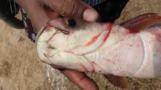 Pangasius infected by Aeromonas hydrophila Bacteria पंगास मछली पालन पंगास मछली [upl. by Kanal]