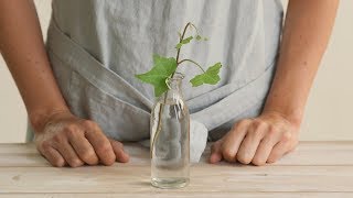 Cómo reproducir tus plantas por esquejes en agua [upl. by Jocko]