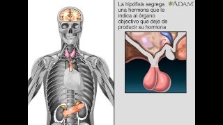 Glándulas endocrinas [upl. by Waldos]