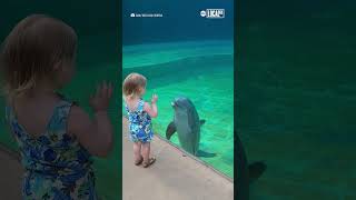 Dolphin befriends little girl [upl. by Eadith197]