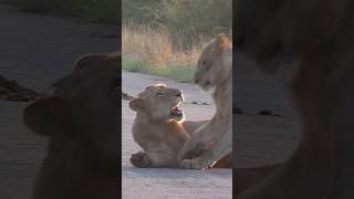 Young Lions playing [upl. by Rebba]