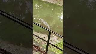 crocodile 🐊  Beng safari siliguri viralvideo nature viral tranding crocodile animals dooars [upl. by Aivartal]