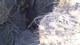 Montana Rattlesnake Den [upl. by Bobette]