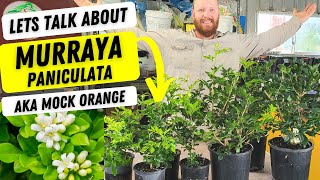 Lets talk about Murraya paniculata mock orange Orange jessamine Fast growing hedging plant [upl. by Idolem]