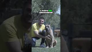 La asombrosa dualidad del canecorso  un guardián tierno y poderoso [upl. by Anwadal282]