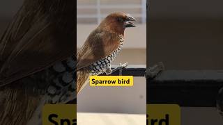 Sparrow bird sparrow birds sparrowsound birdslover youtubeshorts shorts ARAHappyworld24 [upl. by Naloc]