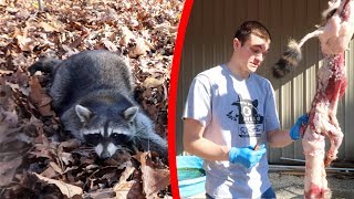 Raccoon CATCH CLEAN COOK Experimental [upl. by Giardap582]