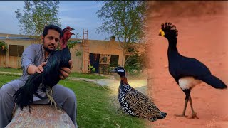 Thai Aseel Murga Kala Teetar Ki Awaz Curassow Bird Family Ground Birds Farming Shamo Murga Hsn [upl. by Launcelot49]