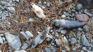 Dont come near my pup When a male Grey Seal arrives an angry mummy immediately sees him off [upl. by Kathryn380]