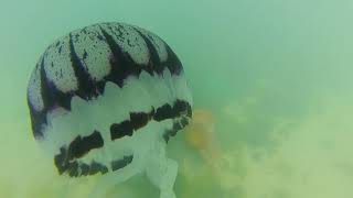 BEAUTIFUL PURPLE STRIPED JELLY FISH [upl. by Formenti878]