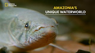 Exploring the Flooded Forests of Amazon  Amazonia  हिंदी  S1  E1  Nat Geo Wild [upl. by Noman729]