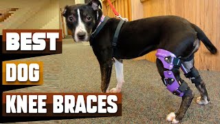 Best Dog Knee Brace In 2024  Top 10 Dog Knee Braces Review [upl. by Arataj974]