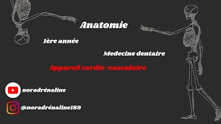 appareil cardiovasculaireAnatomie شرح بالدارجة [upl. by Kera]