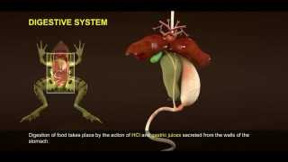 1 Morphology and Digestive System of Frog 512 1 [upl. by Dolores375]