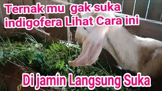 Cara biyar Ternak Suka Makan Indigofera [upl. by Yvon]