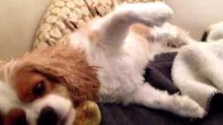 Cavalier king charles spaniel in pain attack syringomyelia [upl. by Jana]