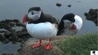 Up Close And Personal With Icelandic Puffins [upl. by Raddy602]