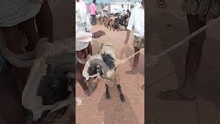 VM Sheep Farmsheepfarm animals sheeps goat achampet youtubeshorts viralshort shorts [upl. by Leede]