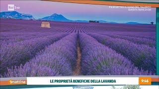 Fitoterapia del benessere ansia stress e relax  Unomattina 13112024 [upl. by Bellda]