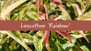 Leucothoe Rainbow at Prides Corner Farms [upl. by Briscoe]