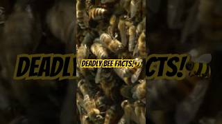 Deadly Bee Facts 🐝⚠️ The World’s Most Dangerous Bees Explained animals shorts [upl. by Ralip]