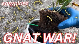 Gnats from Overwatering Easyplant pots The struggle for a solution [upl. by Redle398]