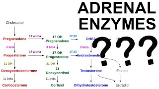 Adrenal Enzyme Deficiencies [upl. by Naimed]