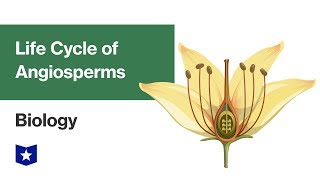 Life Cycle of Angiosperms  Biology [upl. by Eyahs]