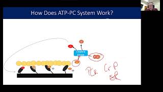 How does phosphagen system work [upl. by Jerusalem870]