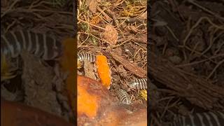 To be an isopod eating a carrot 😌 bioactive frogs isopods terrarium nature mukbang animals [upl. by Lukin]